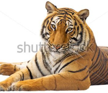 Животные - 67 | Wall-Style