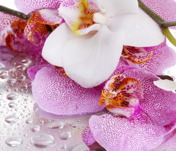 Цветы и растения - 13 | Wall-Style