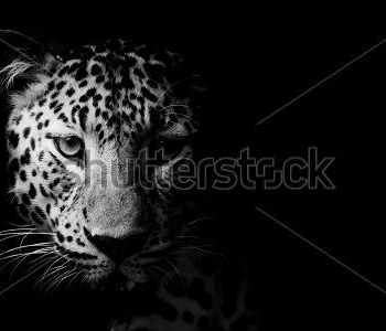 Животные - 58 | Wall-Style