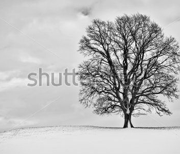 Природа - 484 | Wall-Style