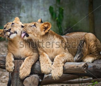 Животные - 56 | Wall-Style