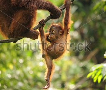 Животные - 27 | Wall-Style