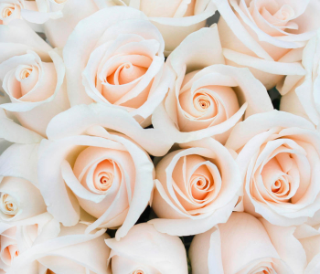 Цветы и растения - 167 | Wall-Style