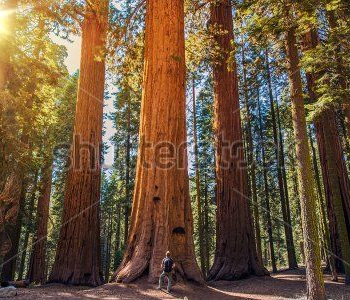 Природа - 109 | Wall-Style