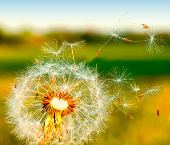 Цветы и растения - 71 | Wall-Style