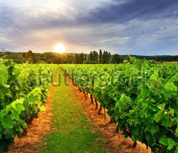 Природа - 37 | Wall-Style