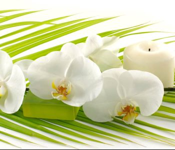 Цветы и растения - 108 | Wall-Style