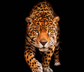 Животные - 64 | Wall-Style