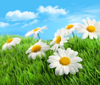 Цветы и растения - 52 | Wall-Style