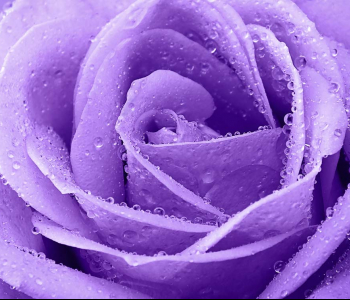 Цветы и растения - 68 | Wall-Style