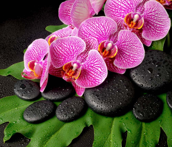 Цветы и растения - 135 | Wall-Style