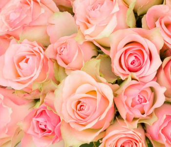 Цветы и растения - 176 | Wall-Style