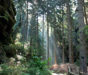 Природа - 64 | Wall-Style