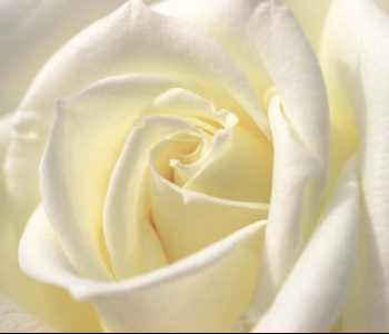 Цветы и растения - 183 | Wall-Style