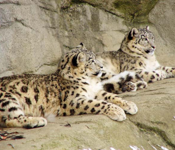 Животные - 24 | Wall-Style