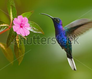 Животные - 96 | Wall-Style