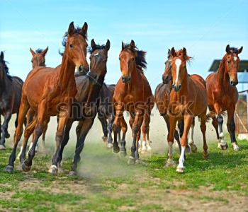 Животные - 83 | Wall-Style