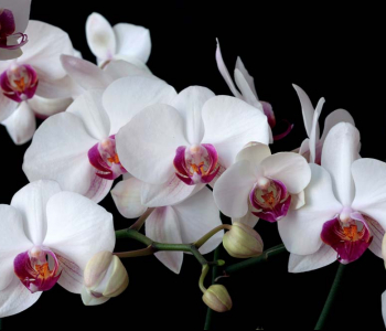 Цветы и растения - 15 | Wall-Style