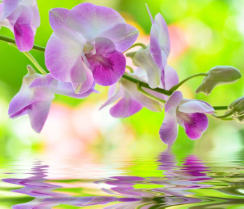 Цветы и растения - 136 | Wall-Style