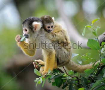 Животные - 24 | Wall-Style