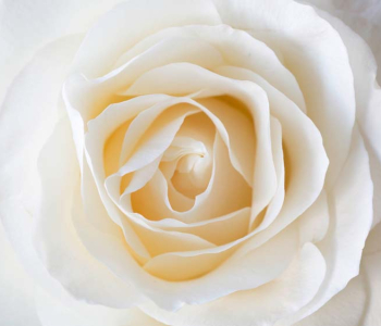 Цветы и растения - 193 | Wall-Style