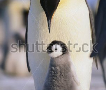 Животные - 91 | Wall-Style