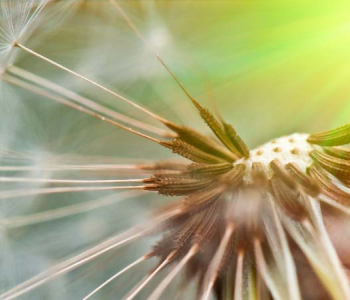 Цветы и растения - 60 | Wall-Style