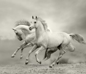 Животные - 46 | Wall-Style