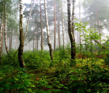 Природа - 24 | Wall-Style