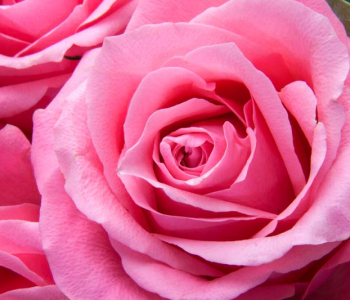 Цветы и растения - 170 | Wall-Style