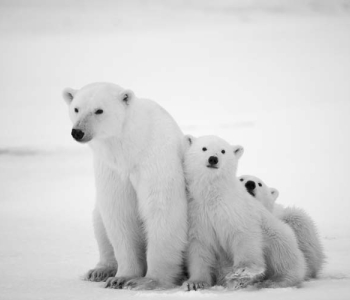 Животные - 21 | Wall-Style