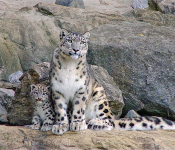 Животные - 13 | Wall-Style