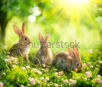 Животные - 196 | Wall-Style