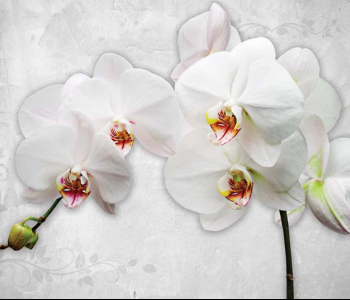 3Д - 42 | Wall-Style