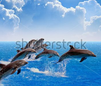 Животные - 44 | Wall-Style