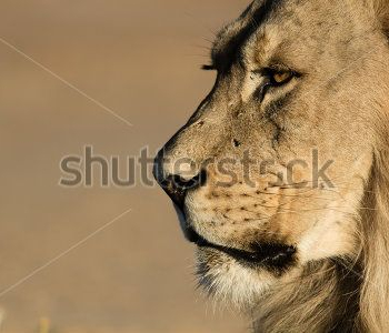 Животные - 68 | Wall-Style