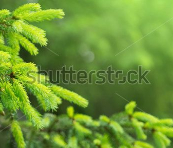 Природа - 185 | Wall-Style