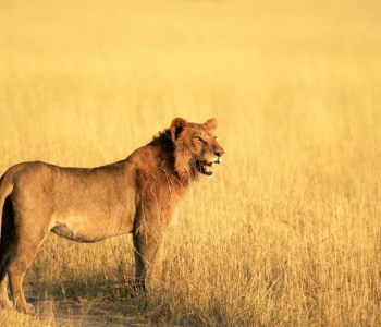 Животные - 23 | Wall-Style