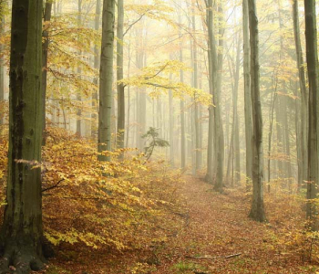 Природа - 60 | Wall-Style