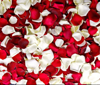 Цветы и растения - 133 | Wall-Style