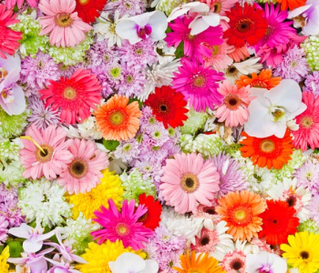 Цветы и растения - 44 | Wall-Style