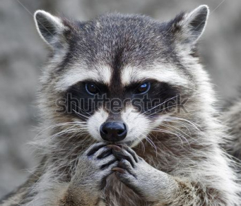 Животные - 76 | Wall-Style