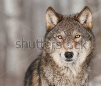 Животные - 28 | Wall-Style