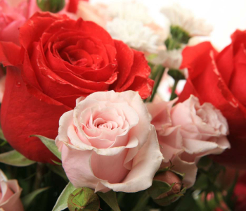 Цветы и растения - 52 | Wall-Style