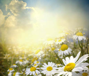 Цветы и растения - 48 | Wall-Style