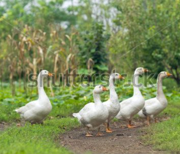 Животные - 107 | Wall-Style