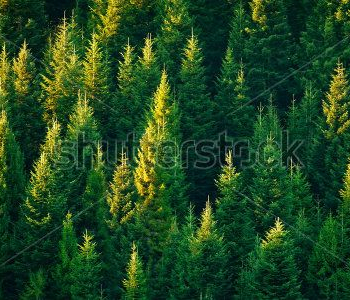 Природа - 188 | Wall-Style