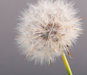 Цветы и растения - 53 | Wall-Style