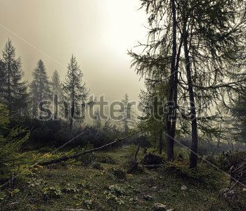 Природа - 159 | Wall-Style