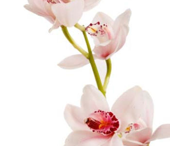 Цветы и растения - 88 | Wall-Style